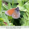 coenonympha glycerion daghestan genukh